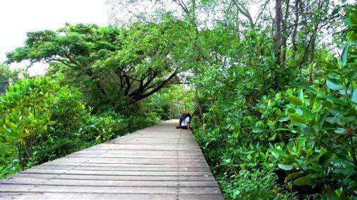 Wisata Hutan Mangrove Wonorejo Surabaya
