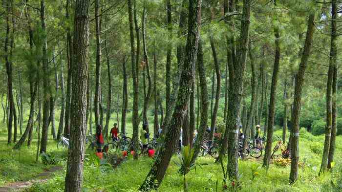 Hutan Pinus Bedengan Ledok Ombo
