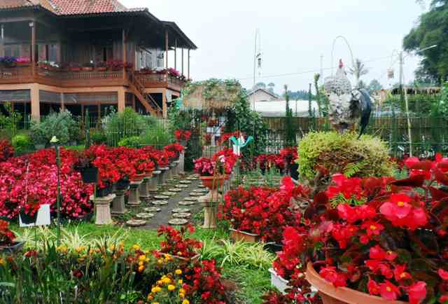 Kebun Begonia Lembang