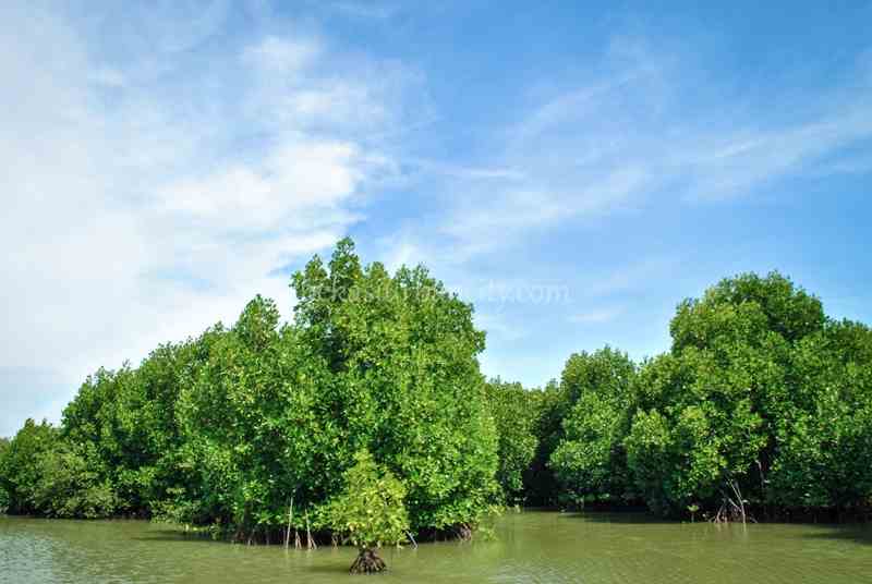 Muara Gembong mangrove