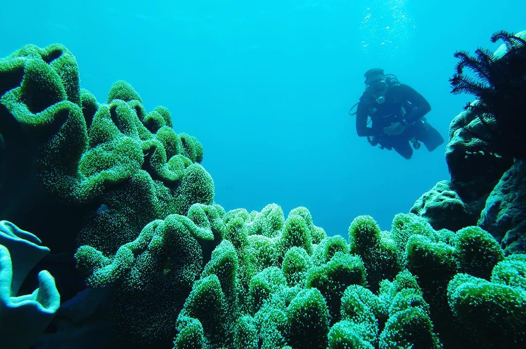 Menikmati Keindahan Alam Bawah Laut Wakatobi yang Super 